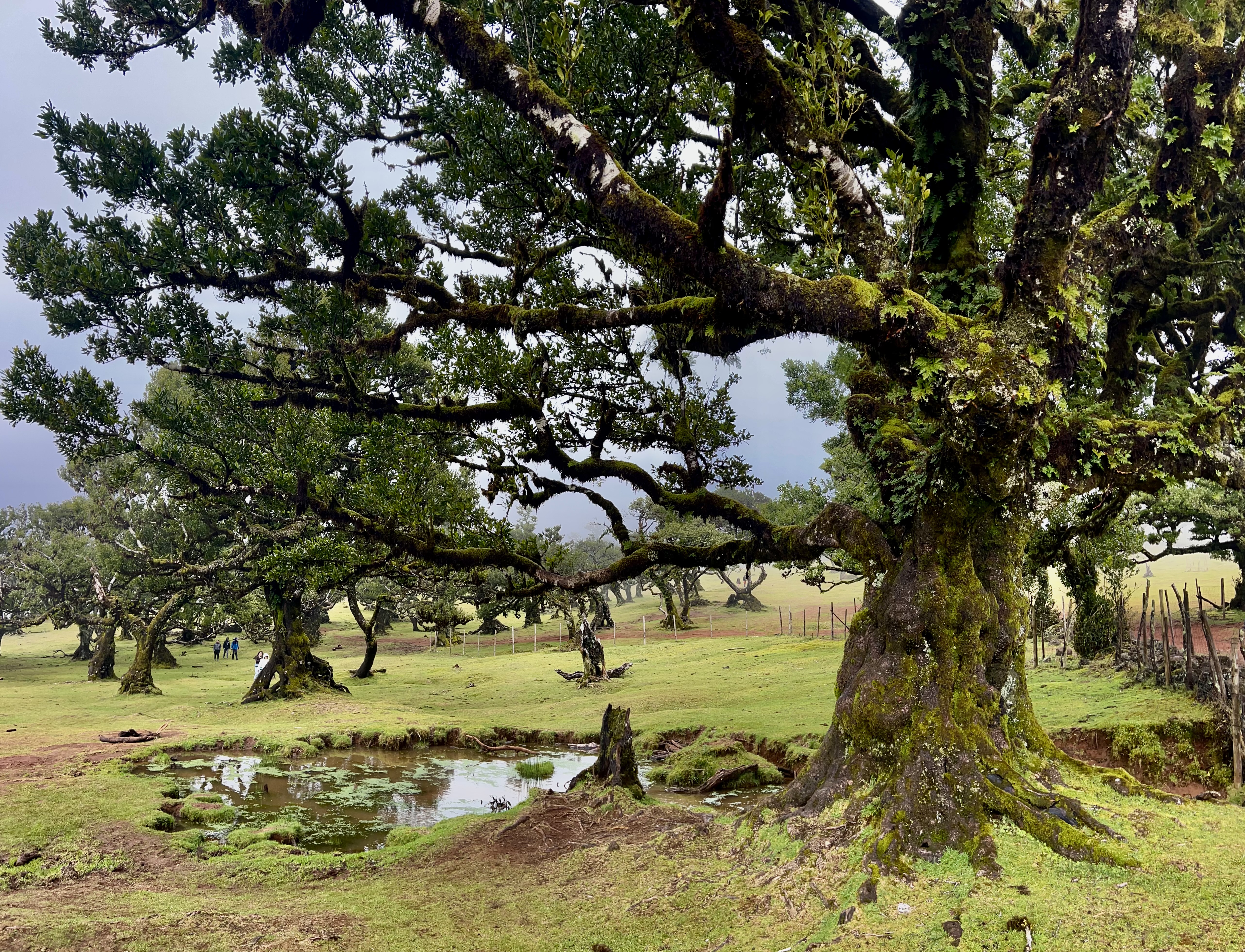 EXCURSIÓN PRIVADA OESTE MADEIRA